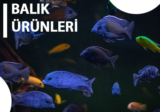 Balık Ürünleri