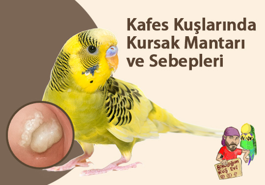 Kafes Kuşlarında Kursak Mantarı ve Sebepleri